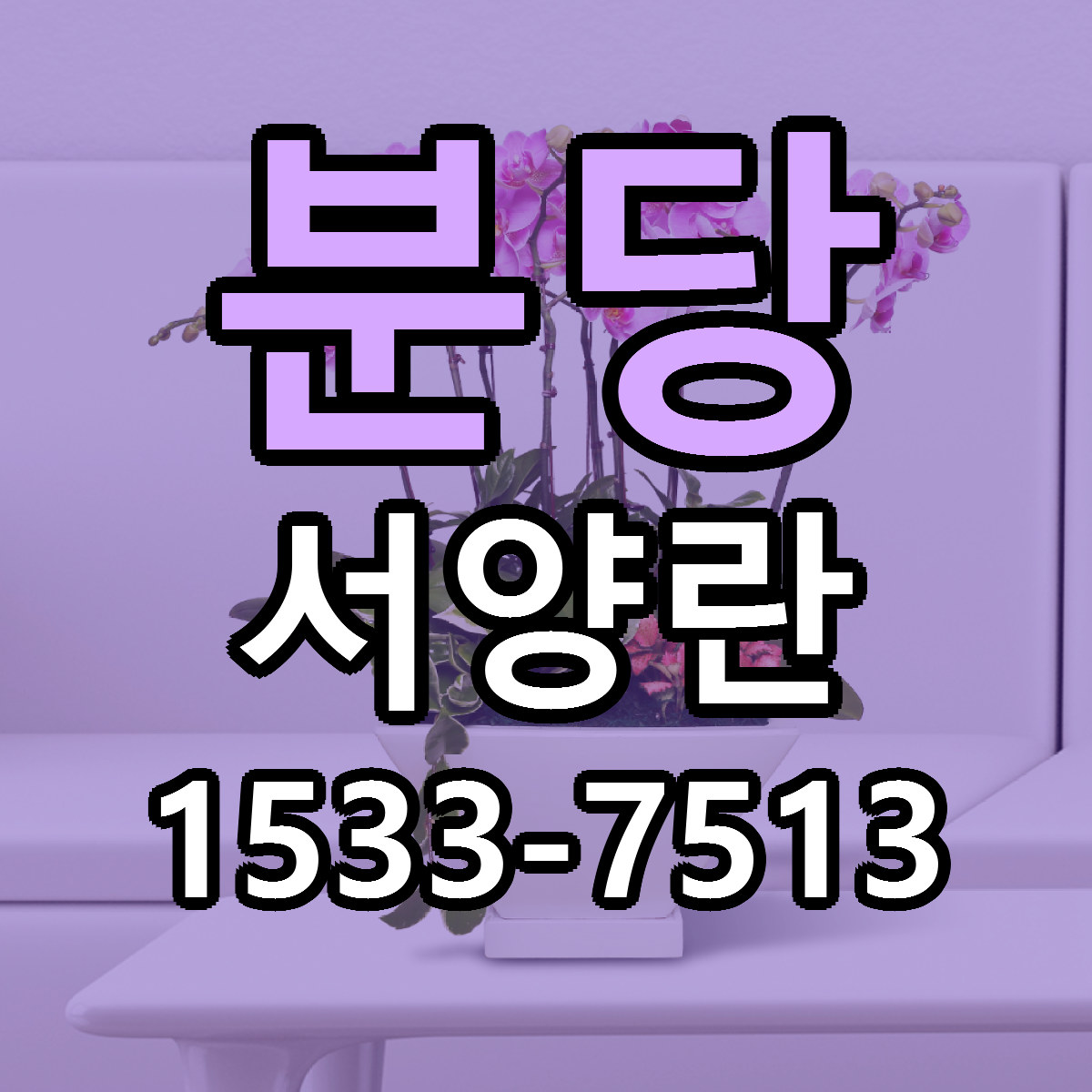 분당 서양란 당일배송 리본문구 빠른배송 서비스