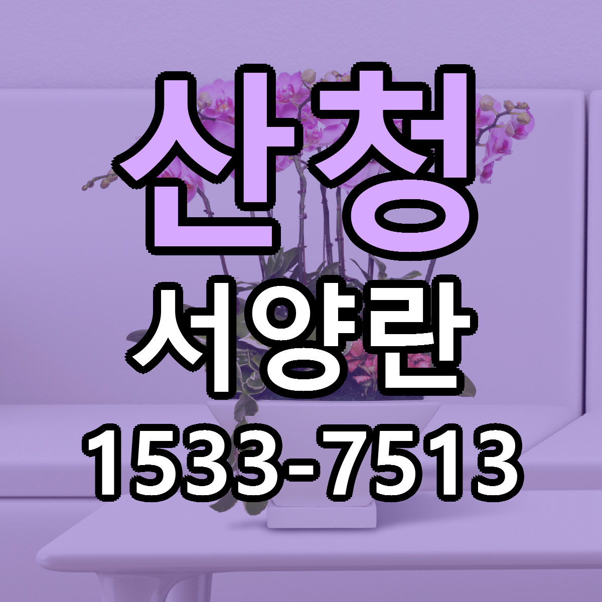 산청 서양란 당일배송 리본문구 싼곳 찾기