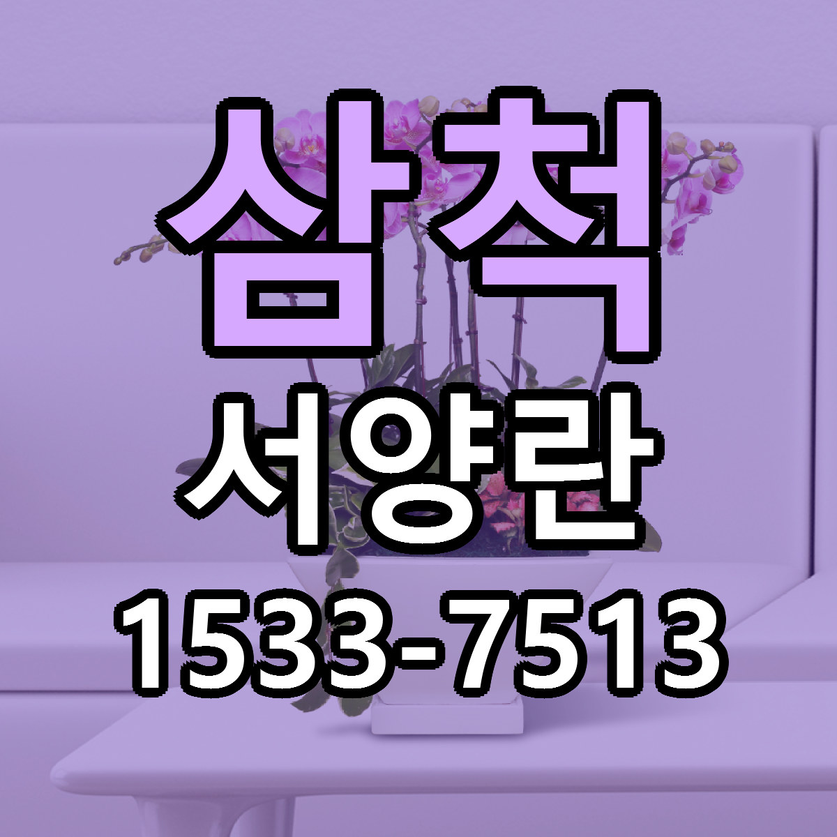 삼척 서양란 당일배송 빠른배송 싼곳 찾기