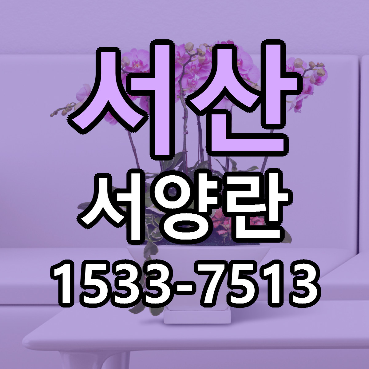 서산 서양란 근처꽃집 저렴한곳 빠른배송 서비스