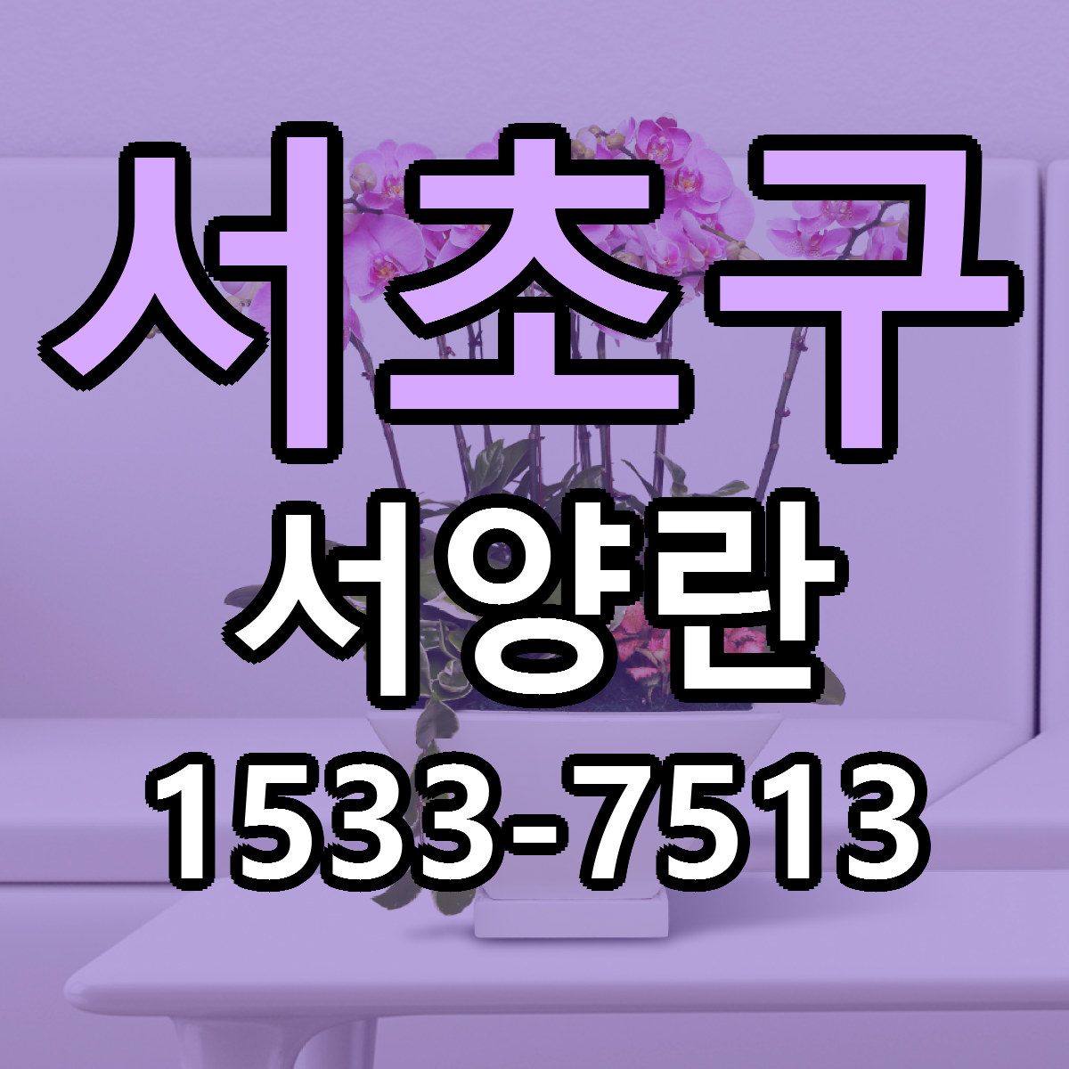 서초구 서양란 근처꽃집 빠른배송 가격 문의