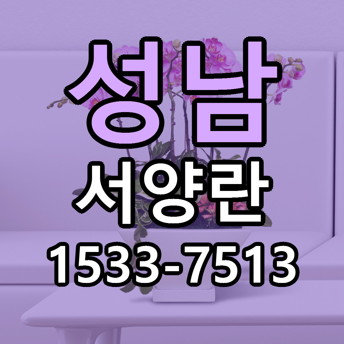 성남 서양란 당일배송 가격 저렴한곳 추천