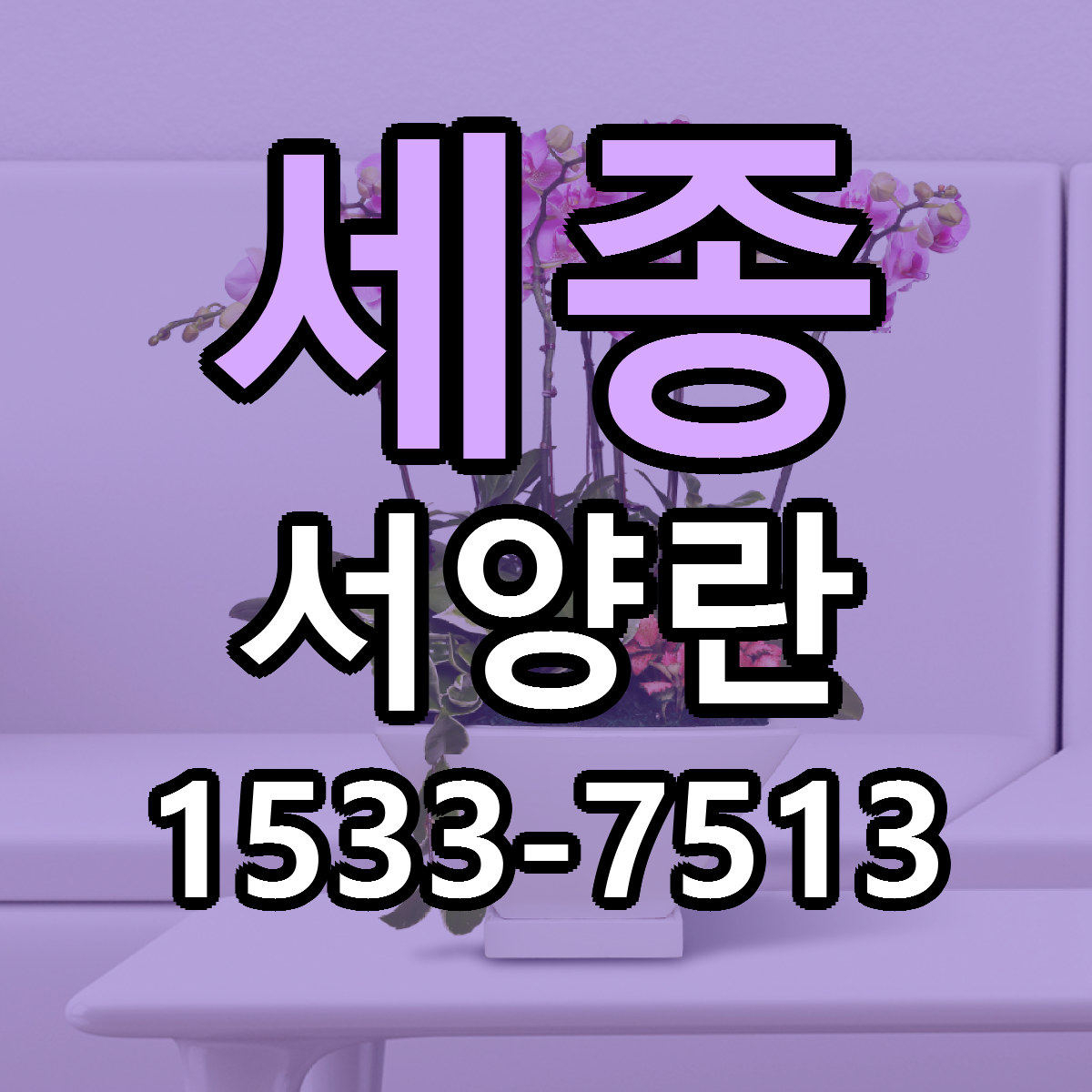 세종 서양란 저렴한곳 당일배송 근처꽃집 추천