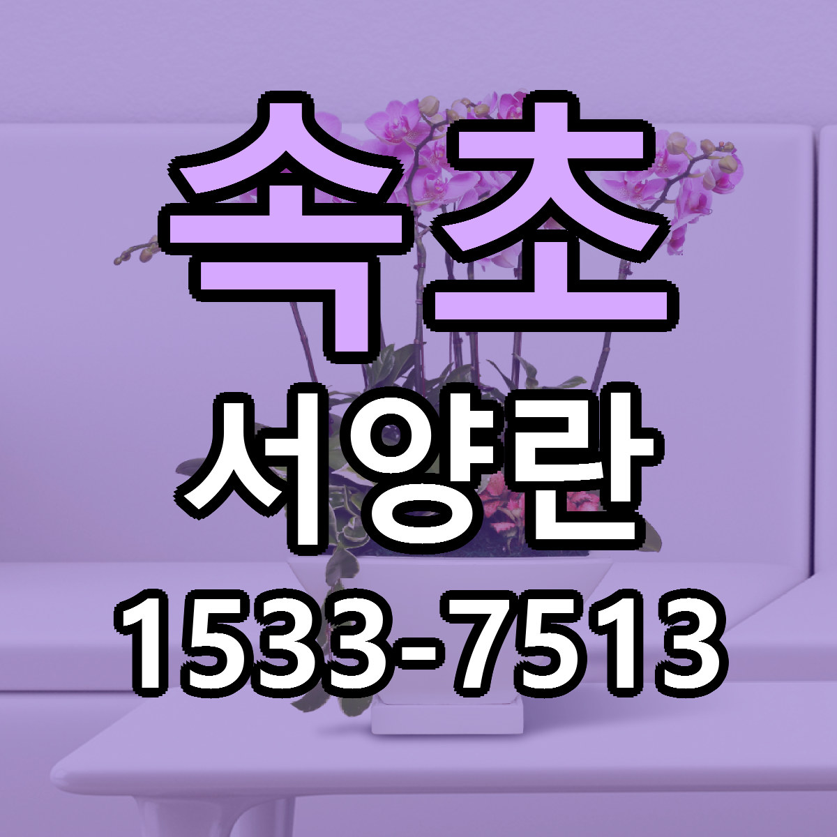 속초 서양란 당일배송 저렴한곳 리본문구 추천