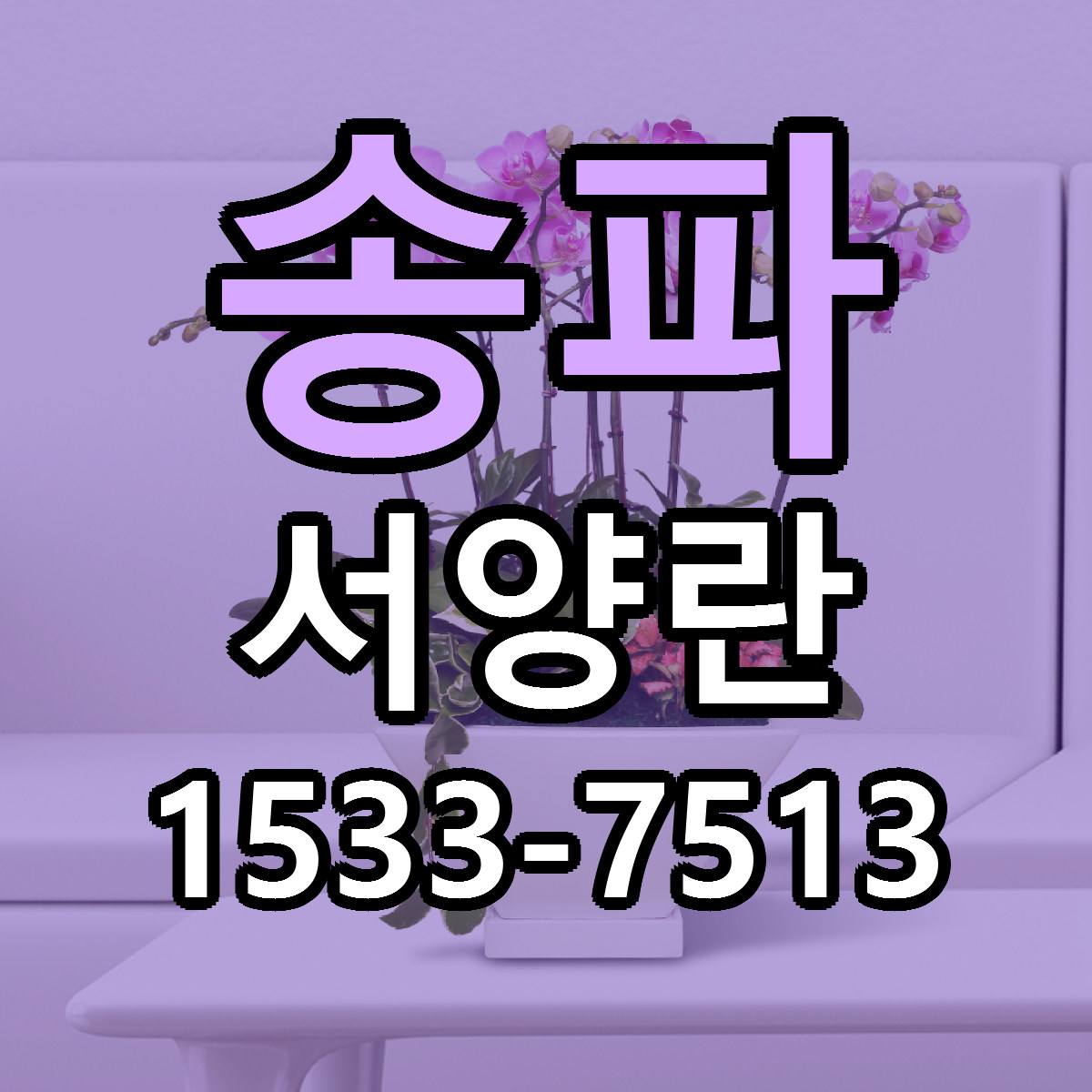 송파 서양란 당일배송 저렴한곳 리본문구 추천