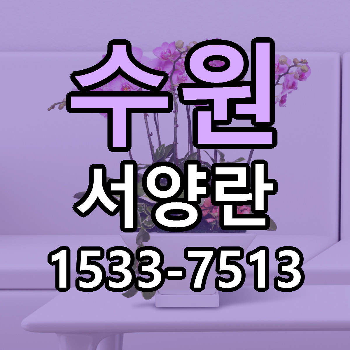 수원 서양란 빠른배송 가격 저렴한곳 찾기