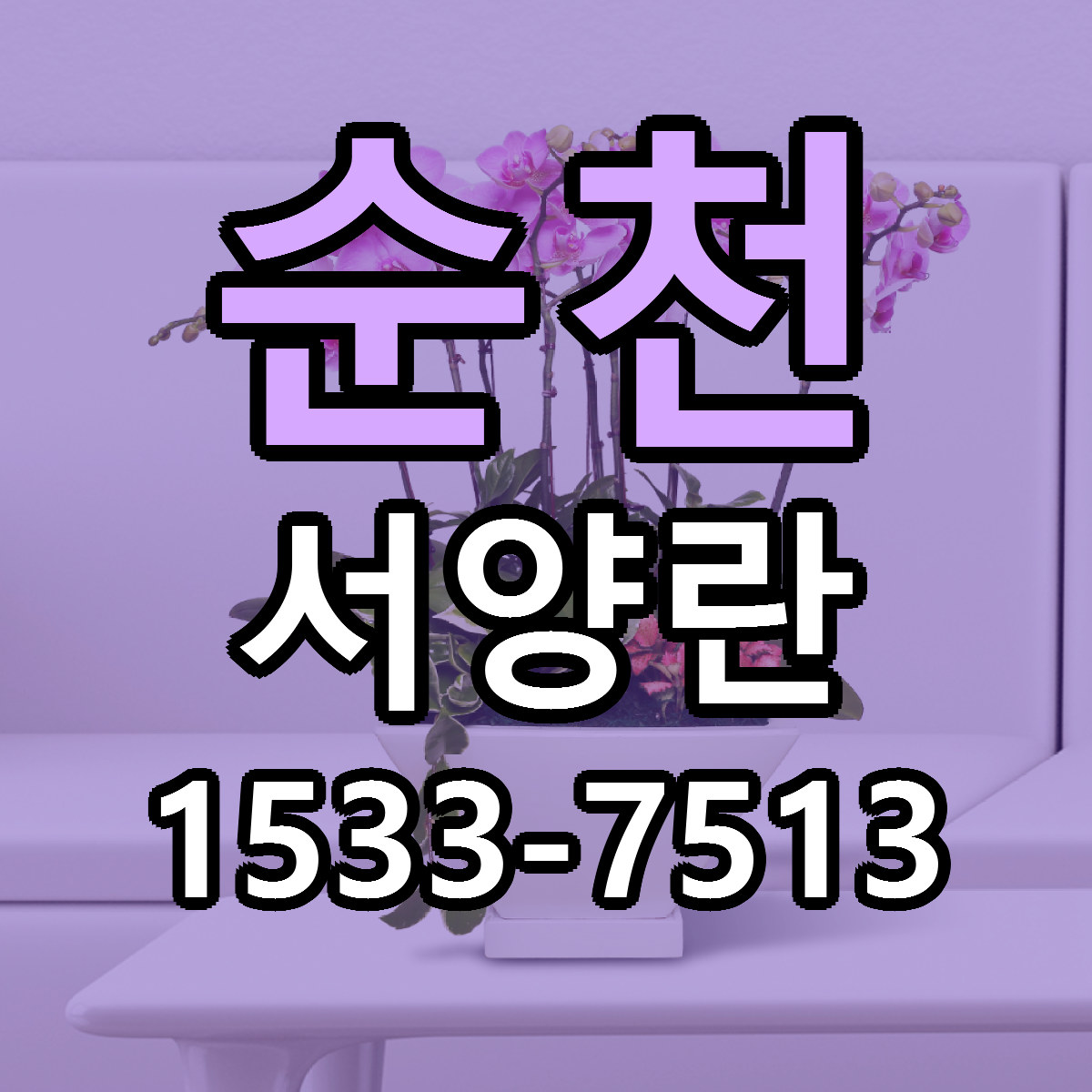순천 서양란 빠른배송 저렴한곳 가격 정리
