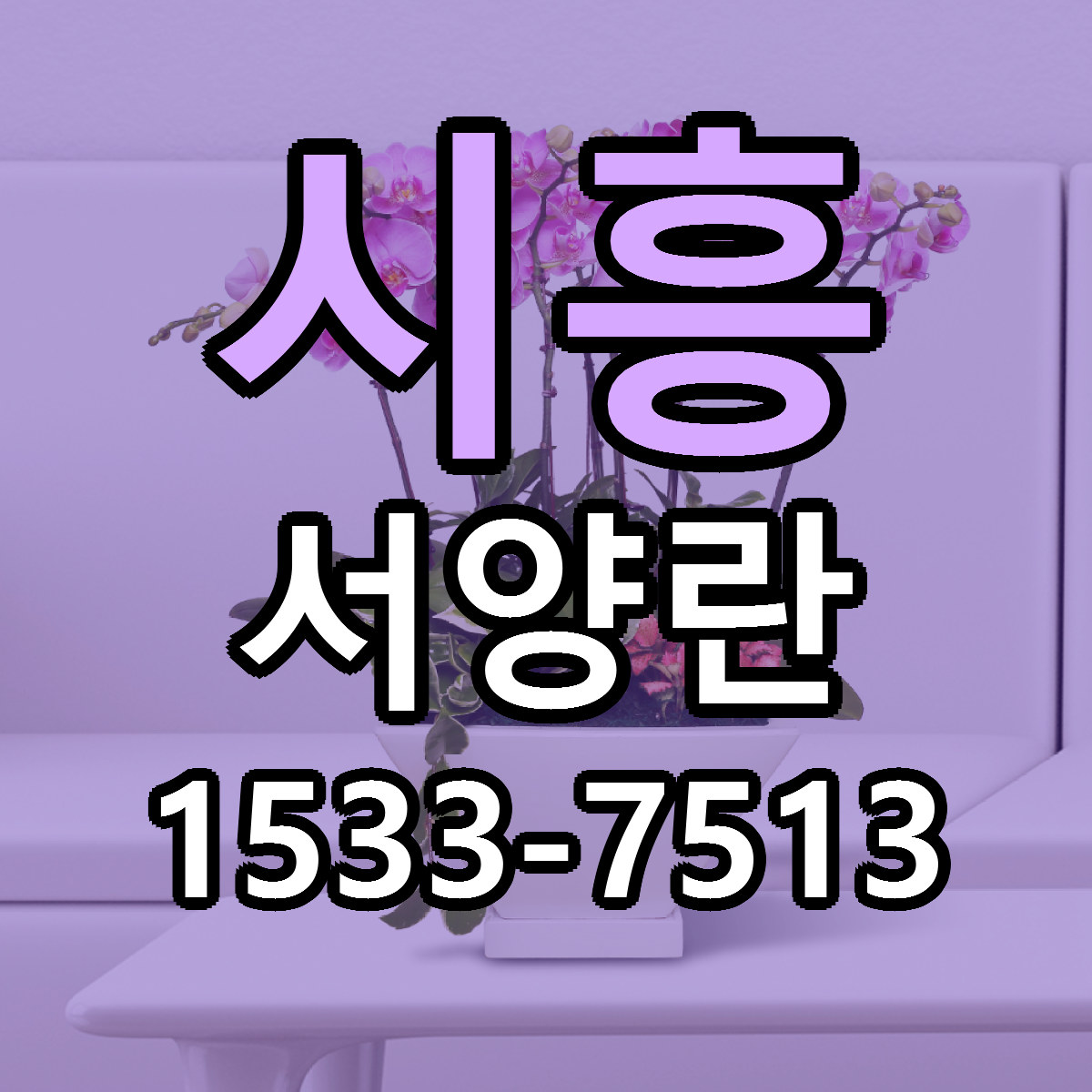 시흥 서양란 근처꽃집 당일배송 가격 안내