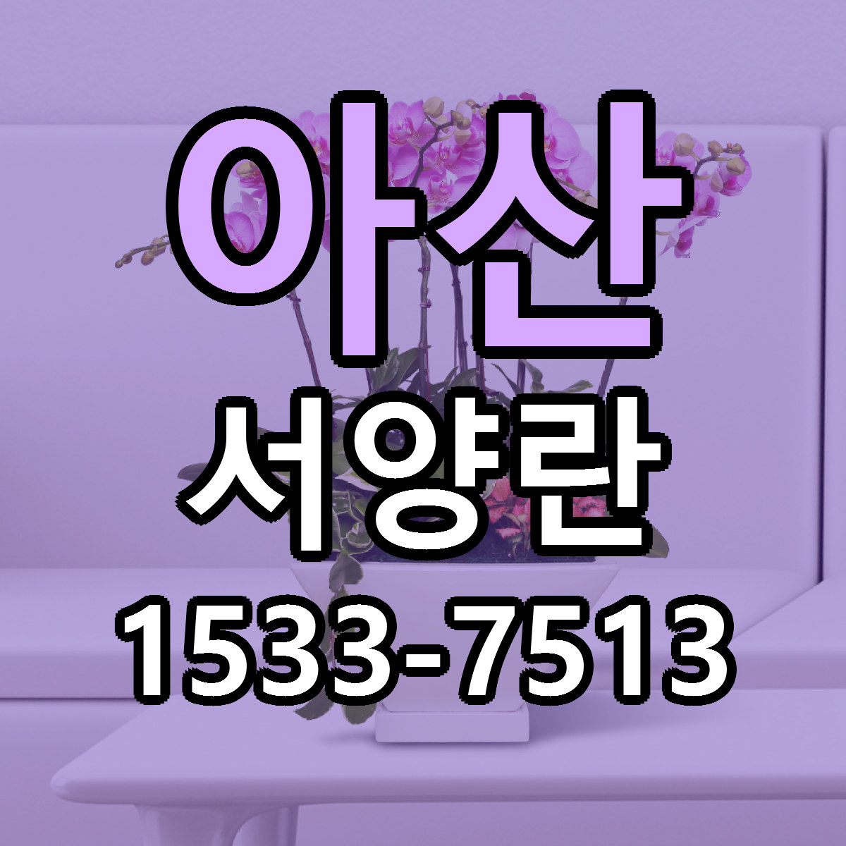 아산 서양란 빠른배송 리본문구 근처꽃집 예약
