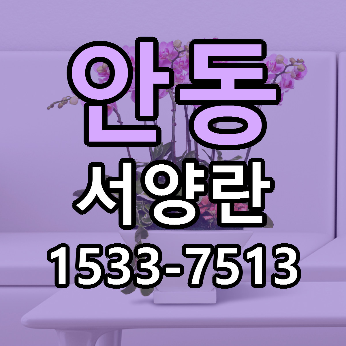 안동 서양란 근처꽃집 당일배송 싼곳 추천