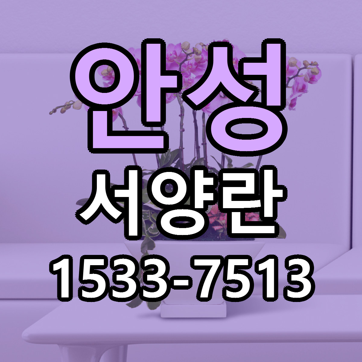 안성 서양란 싼곳 당일배송 빠른배송 추천