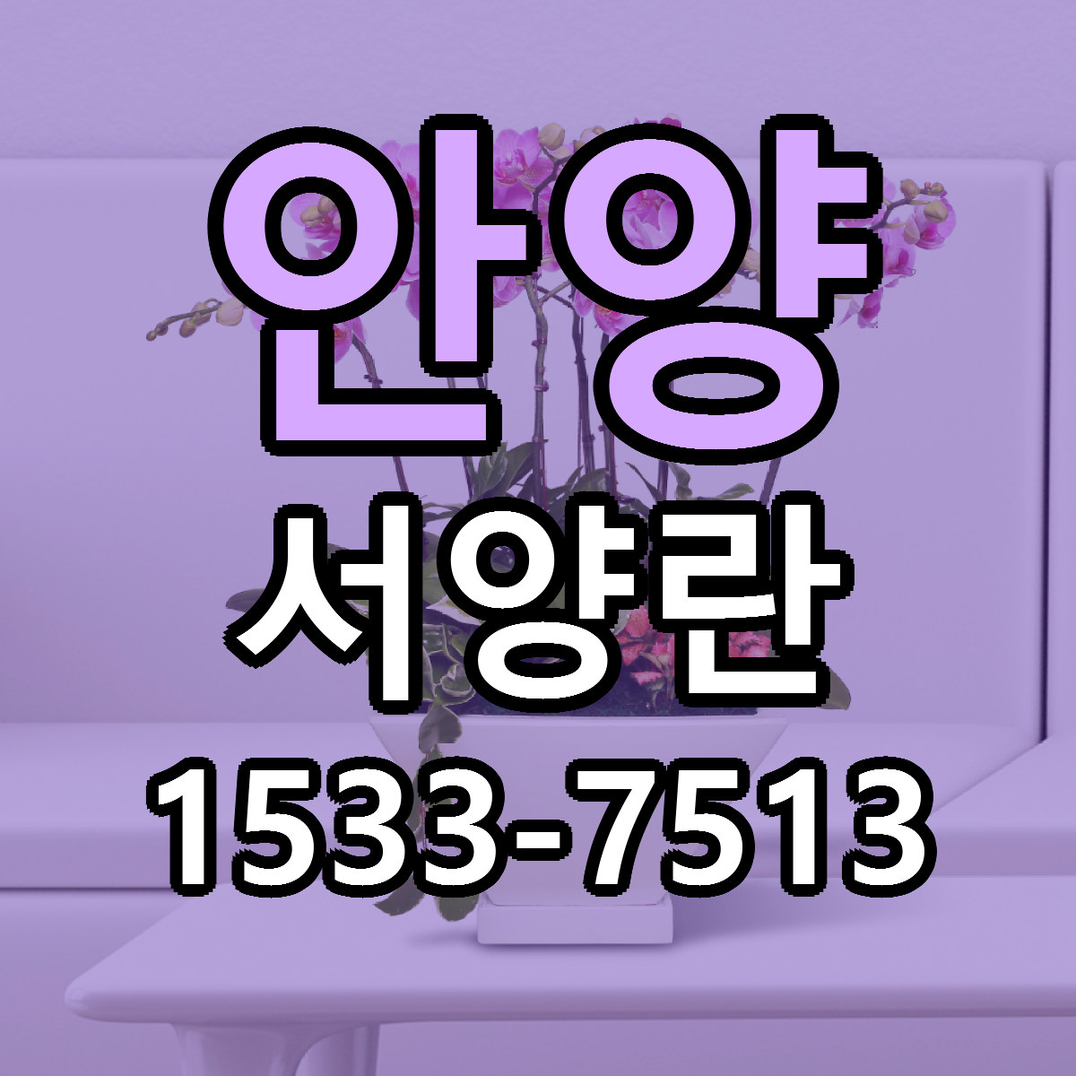 안양 서양란 당일배송 리본문구 싼곳 찾기