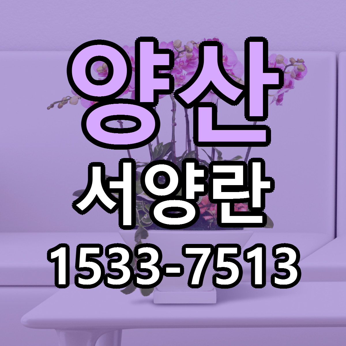 양산 서양란 근처꽃집 당일배송 싼곳 추천