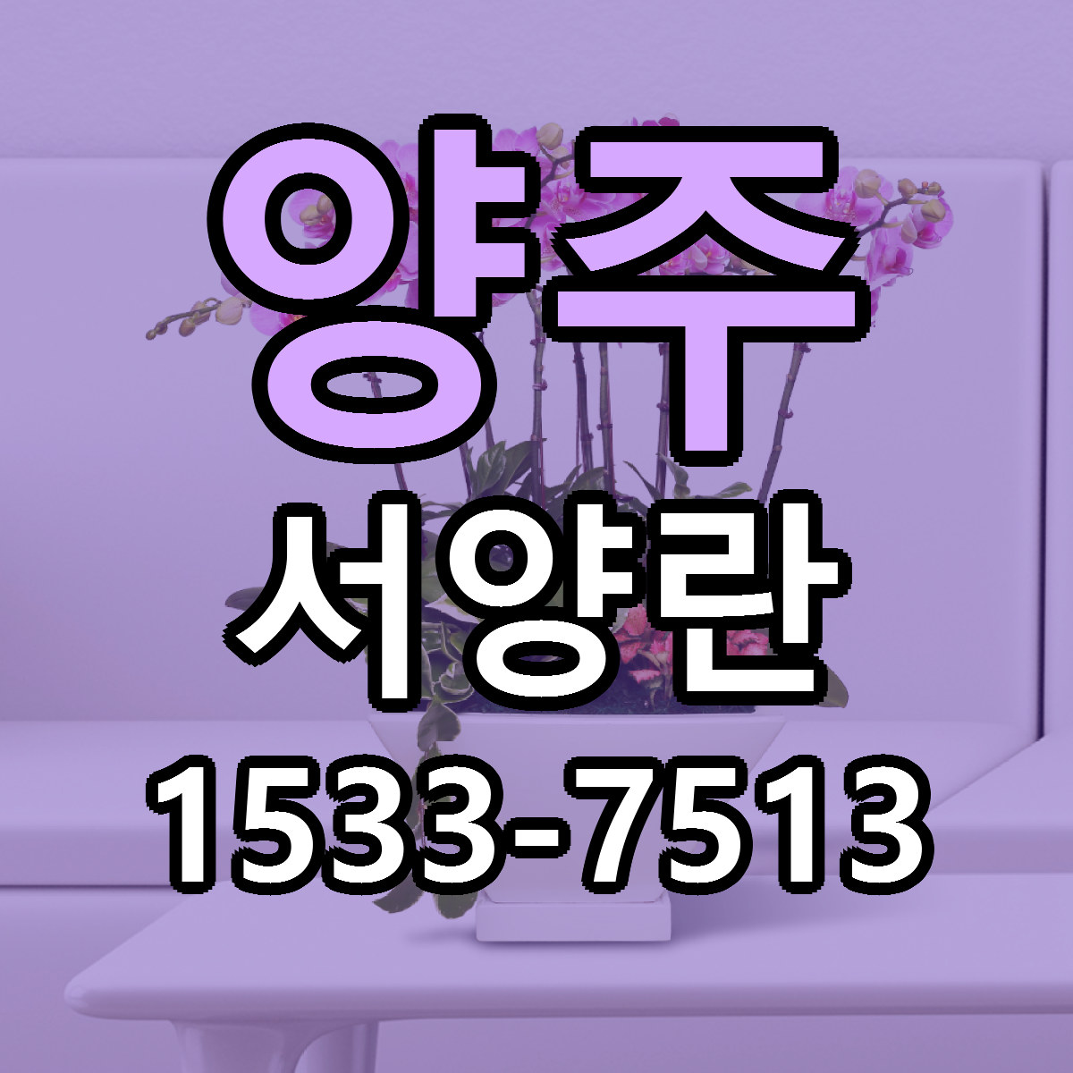 양주 서양란 당일배송 리본문구 빠른배송 서비스