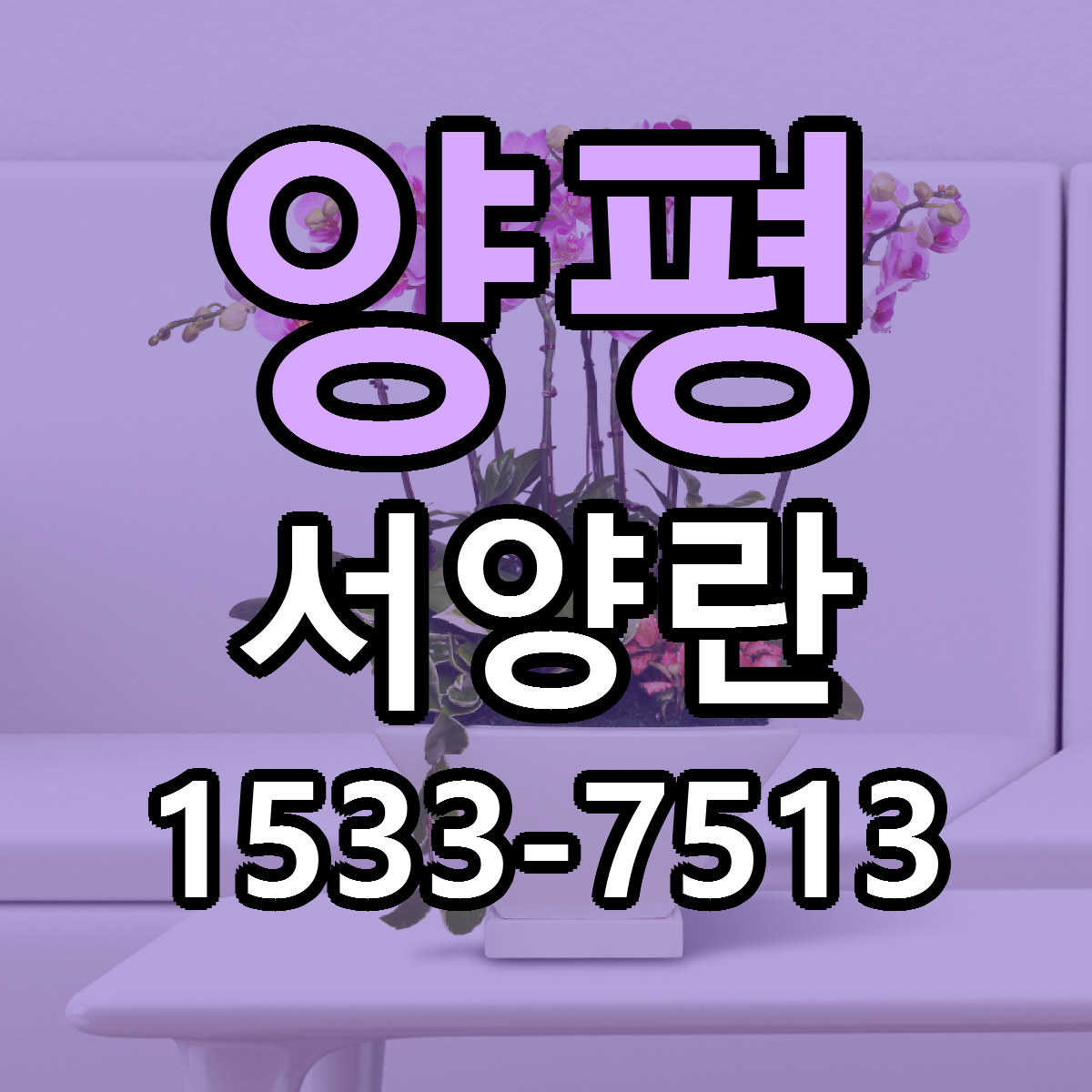 양평 서양란 가격 만족 저렴한곳 리본문구 작성