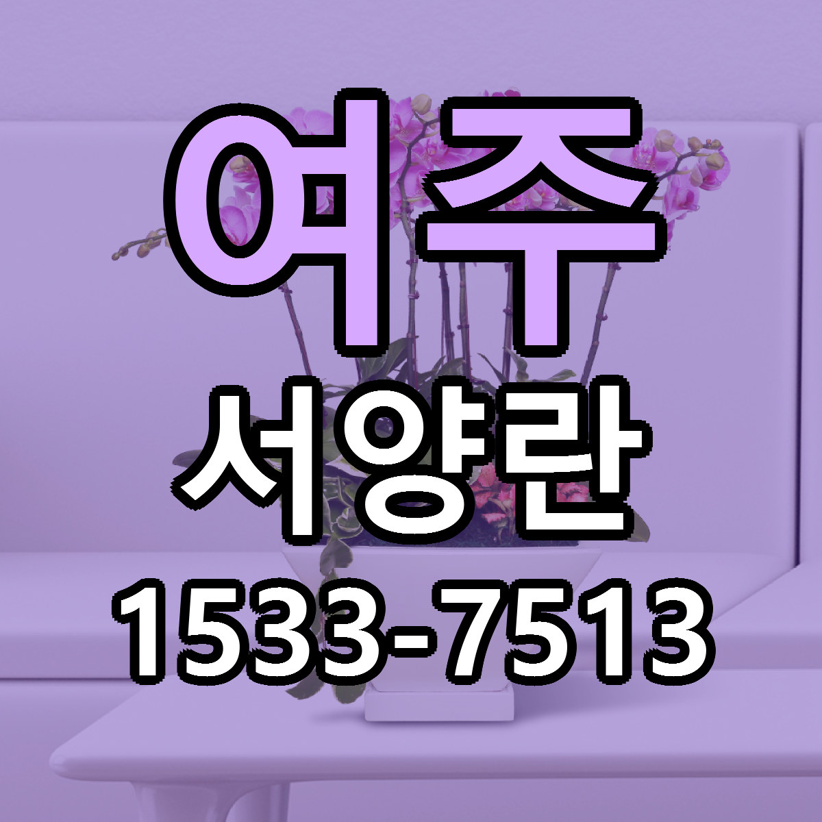 여주 서양란 근처꽃집 가격 저렴한곳 안내