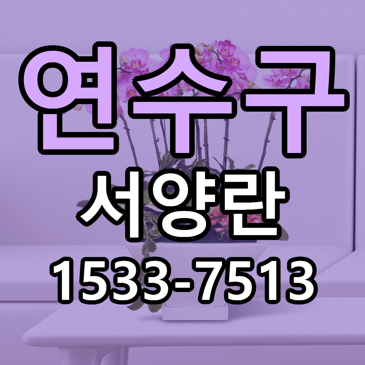 연수구 서양란 싼곳 빠른배송 리본문구 무료