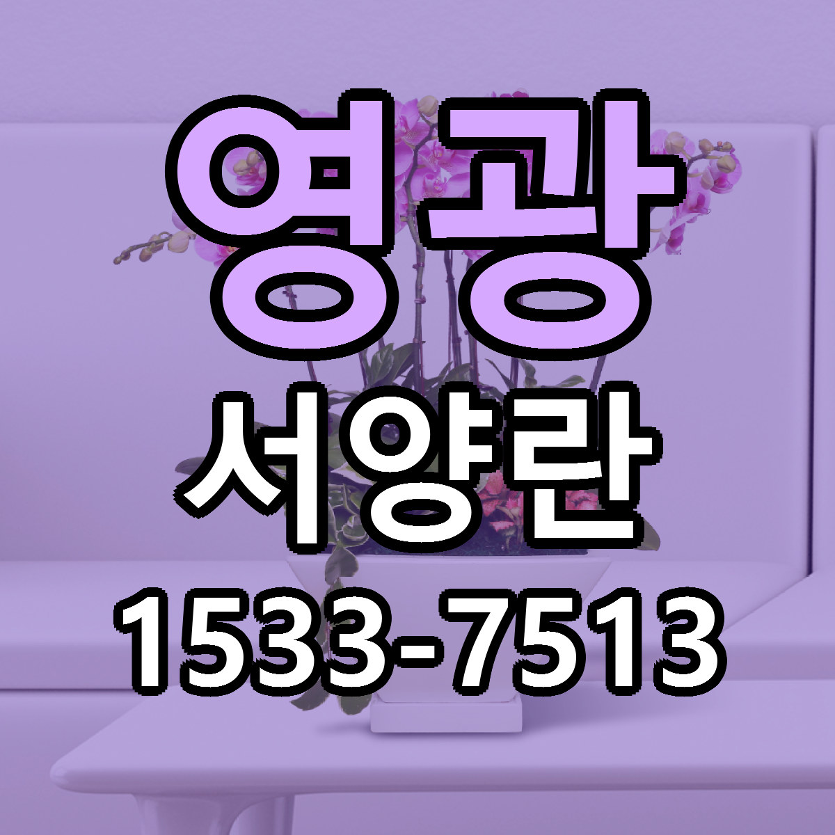 영광 서양란 싼곳 빠른배송 리본문구 무료