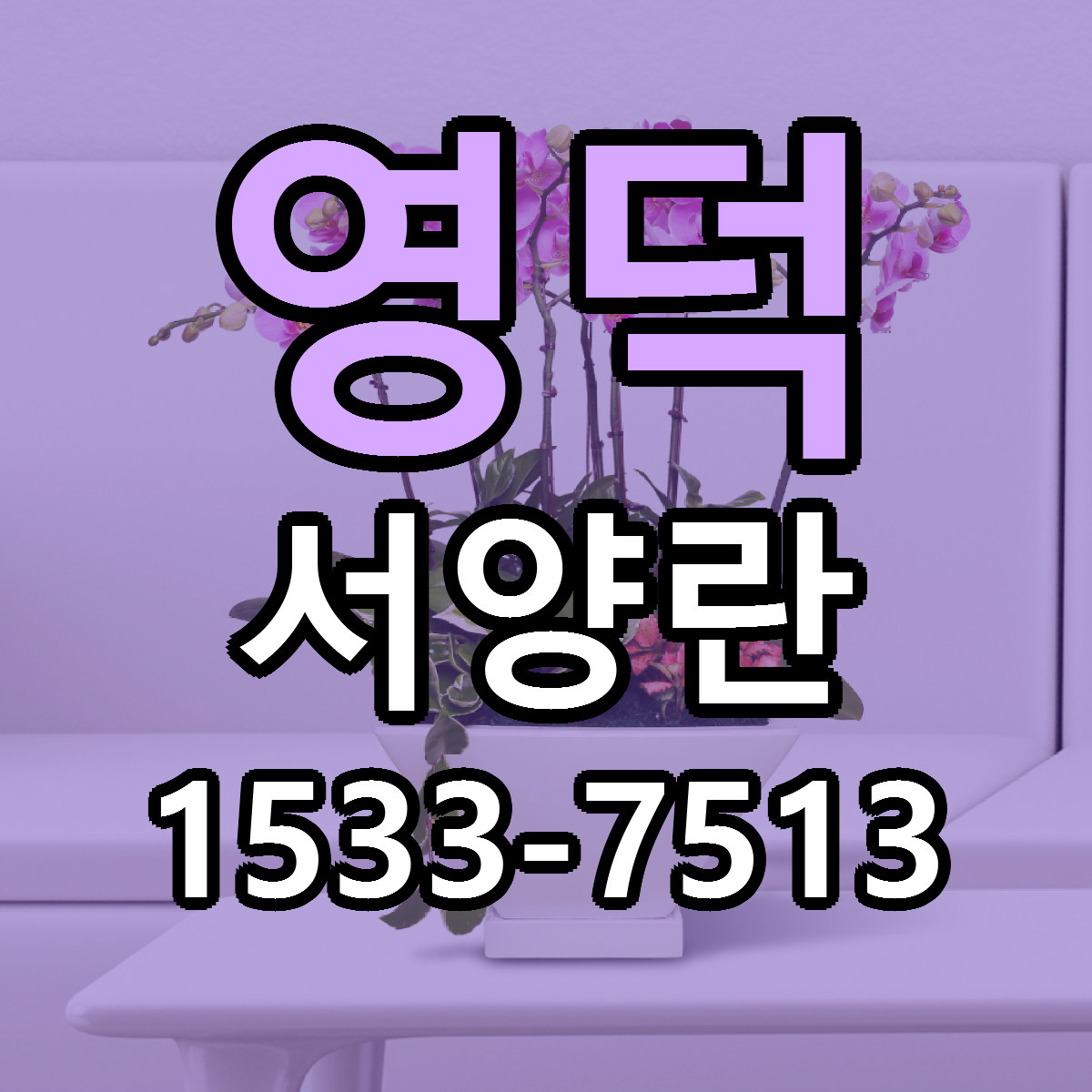 영덕 서양란 빠른배송 싼곳 가격 문의