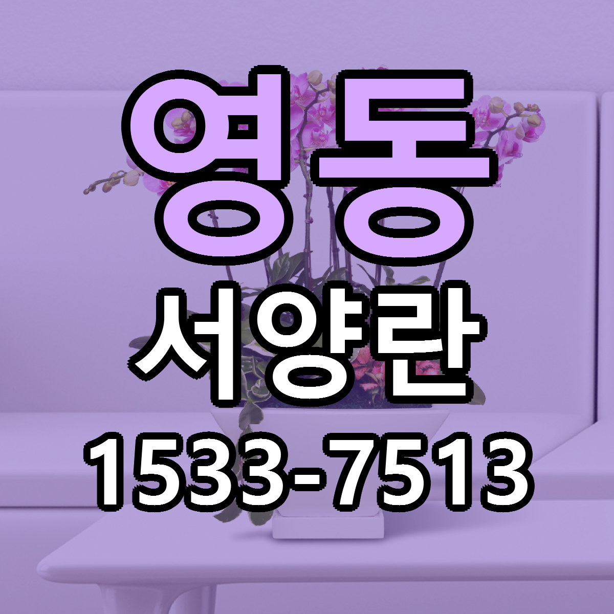 영동 서양란 근처꽃집 빠른배송 가격 문의