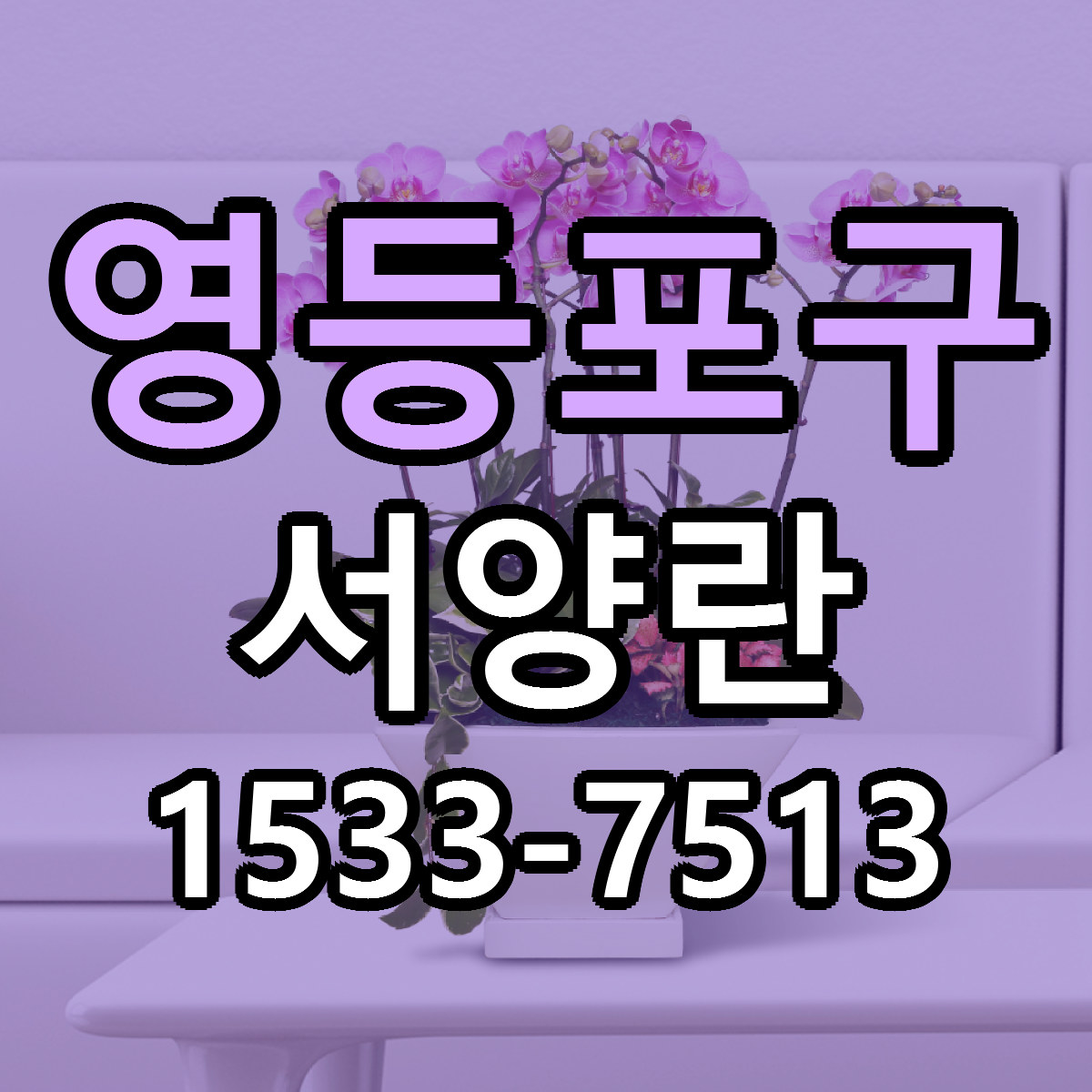 영등포구 서양란 싼곳 빠른배송 리본문구 무료