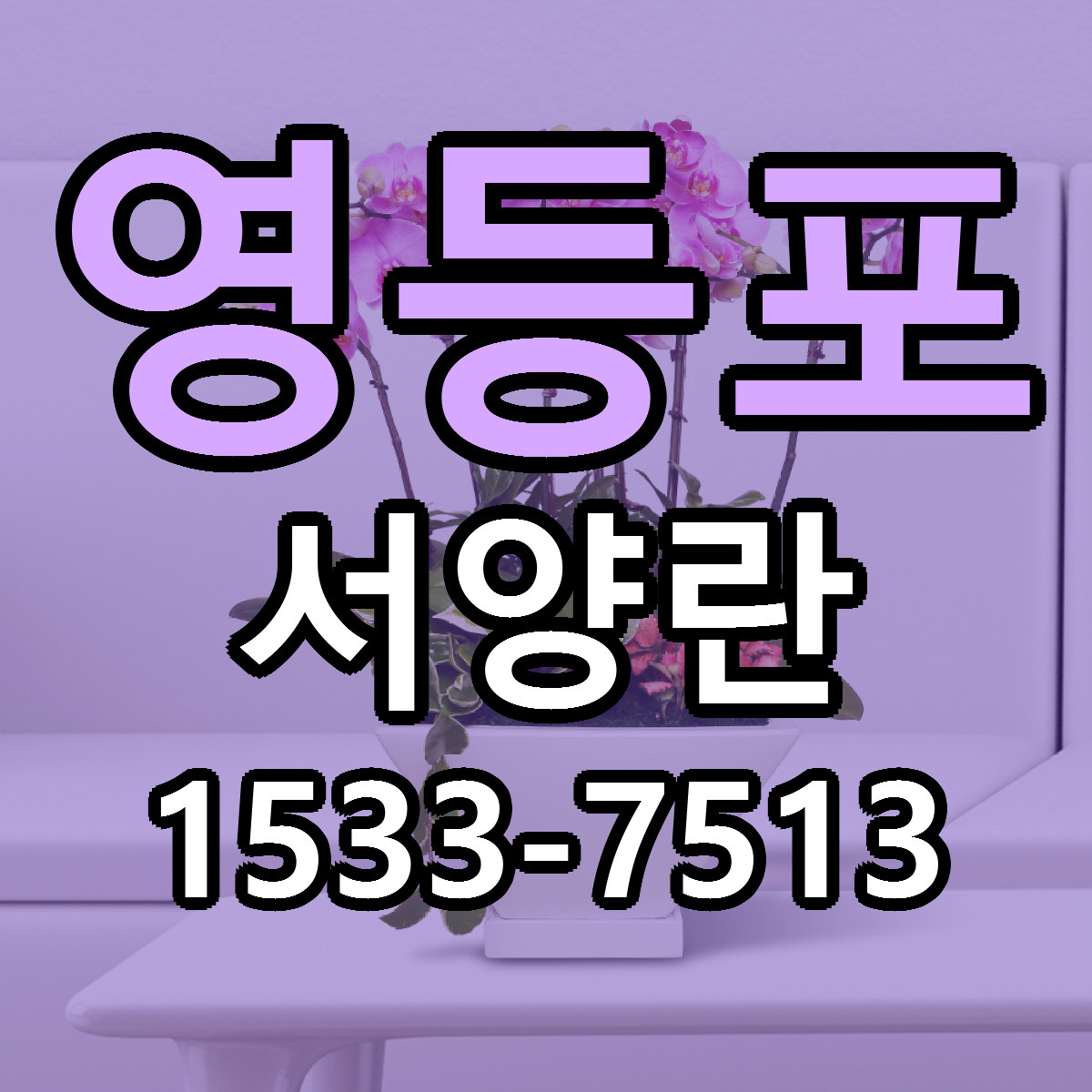 영등포 서양란 근처꽃집 빠른배송 가격 문의