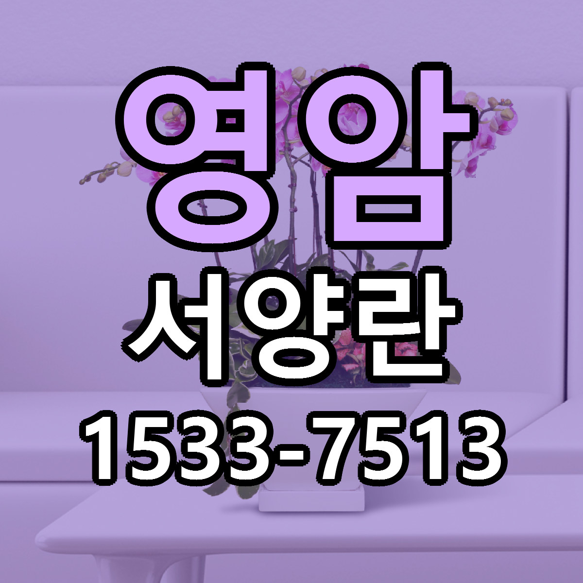 영암 서양란 저렴한곳 당일배송 가격 만족