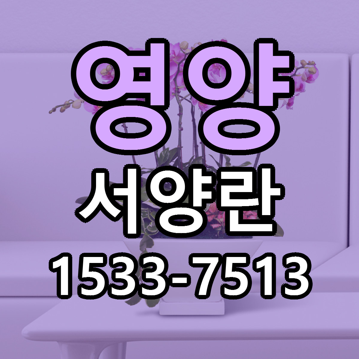 영양 서양란 근처꽃집 싼곳 빠른배송 안내