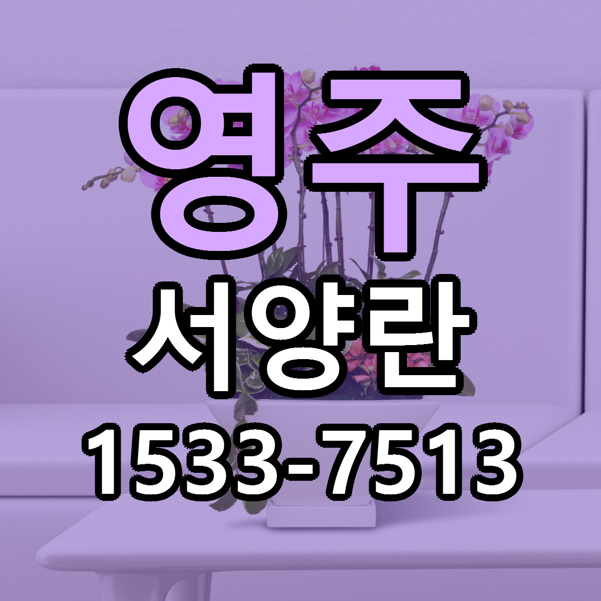 영주 서양란 가격 착한 싼곳 당일배송 안내