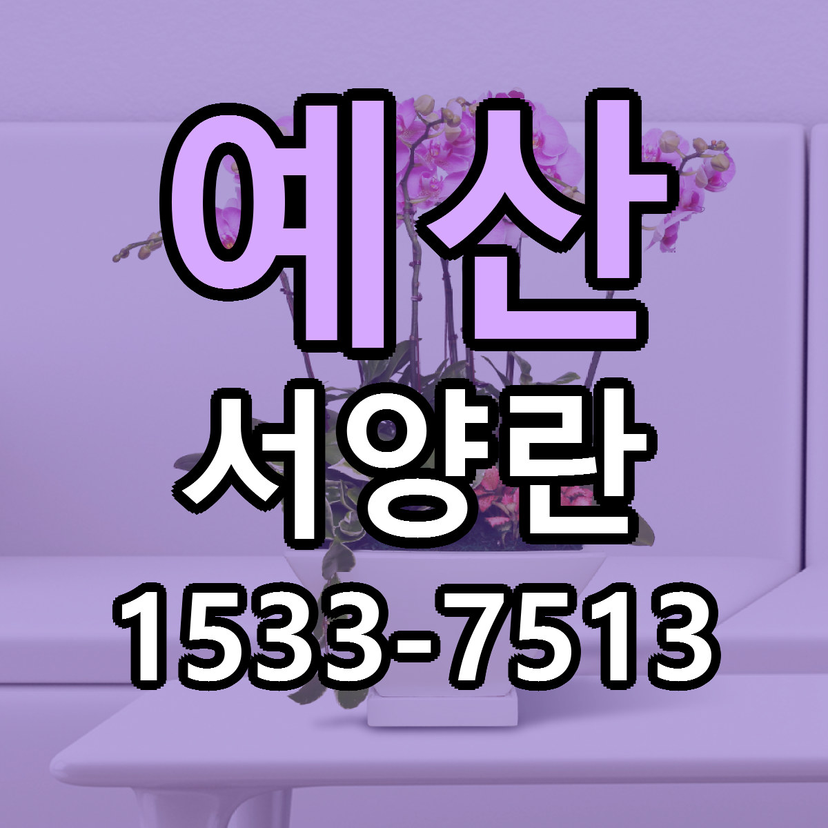 예산 서양란 가격 만족 저렴한곳 리본문구 작성