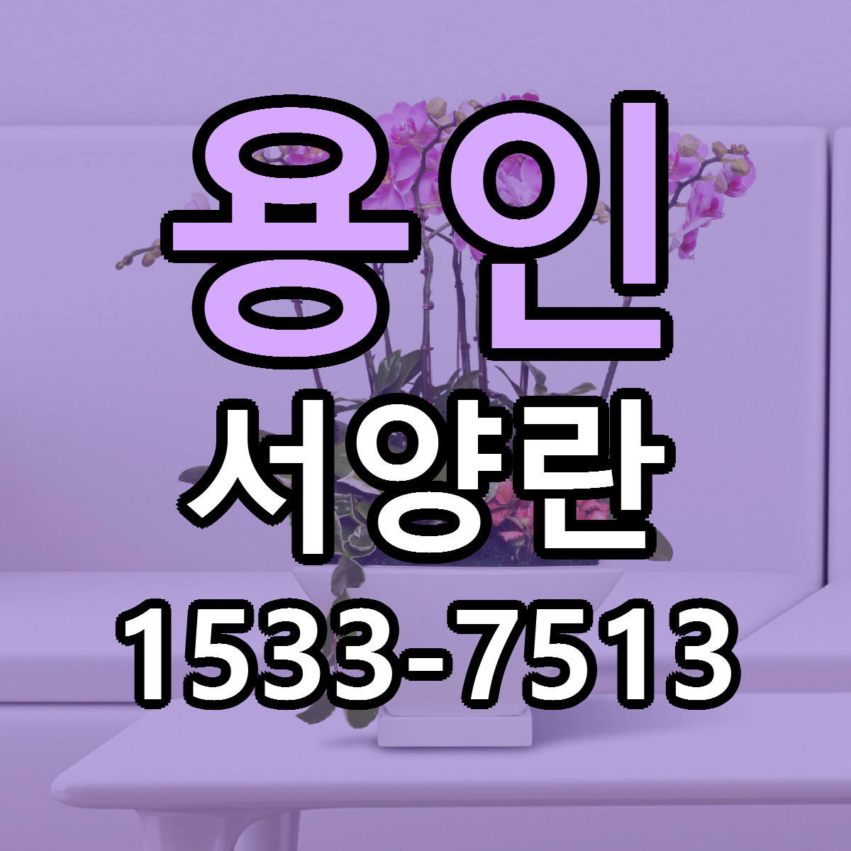 용인 서양란 당일배송 리본문구 싼곳 찾기