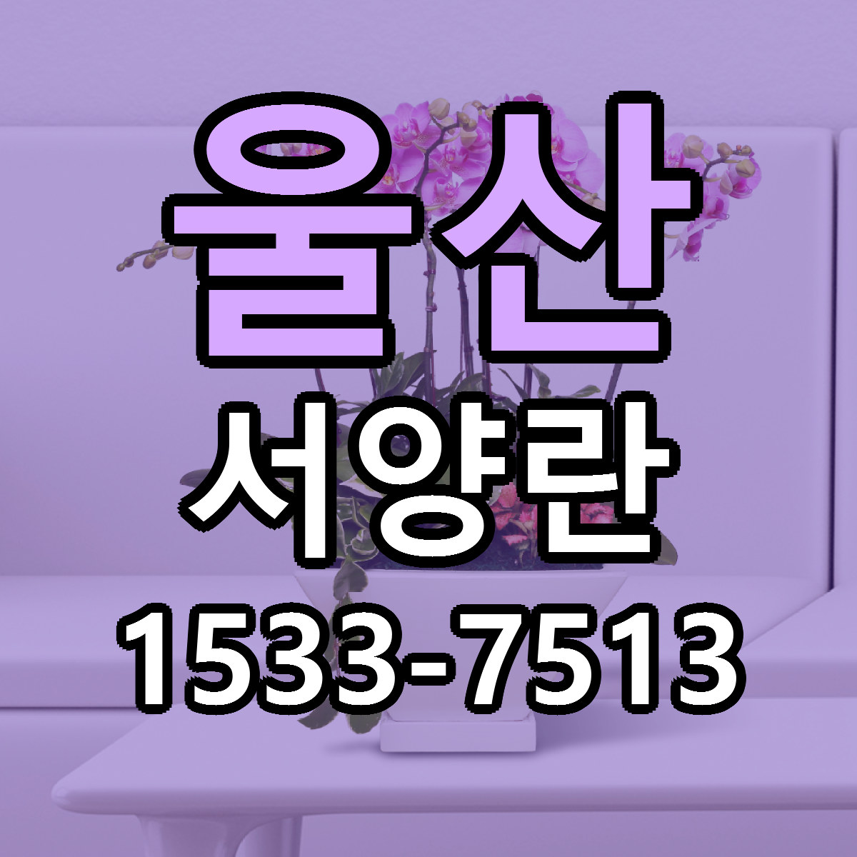 울산 서양란 근처꽃집 가격 저렴한곳 안내