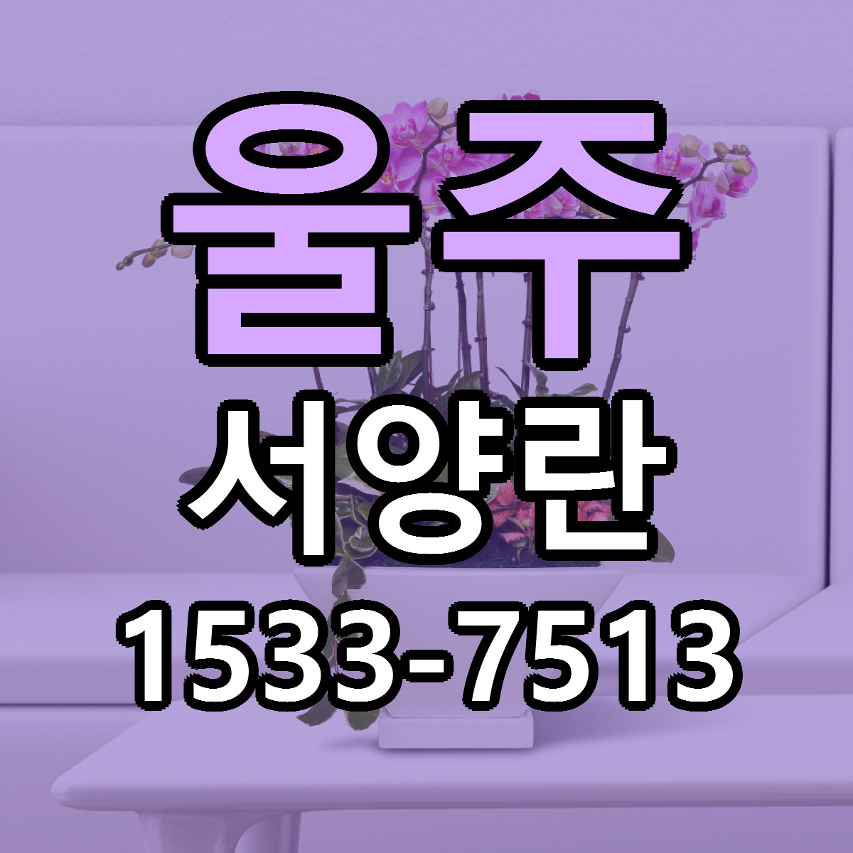 울주 서양란 빠른배송 가격 저렴한곳 찾기