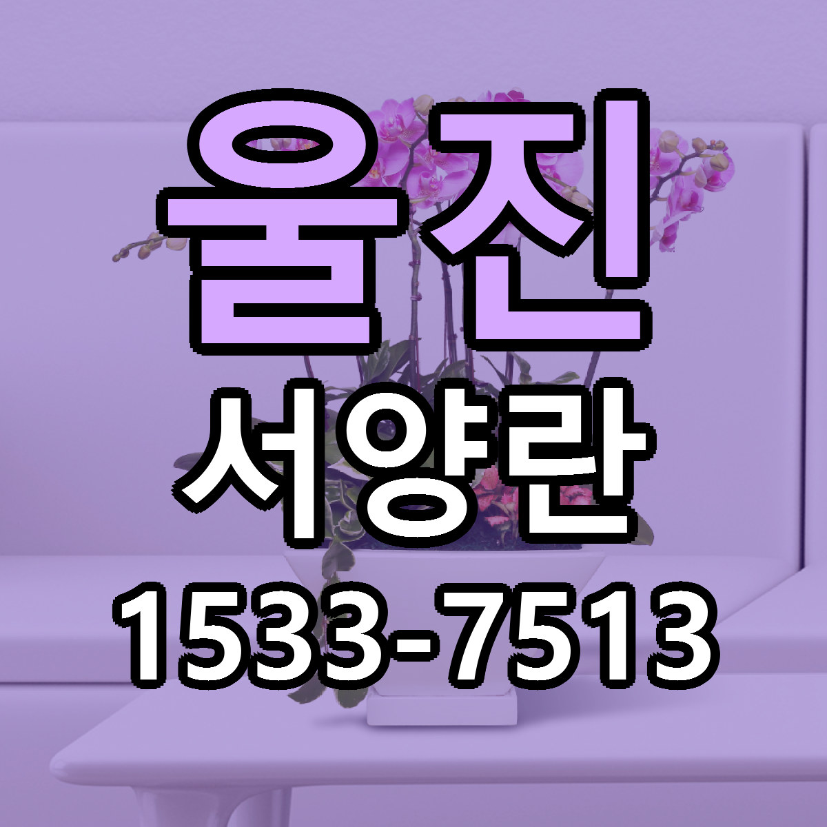 울진 서양란 싼곳 빠른배송 리본문구 무료