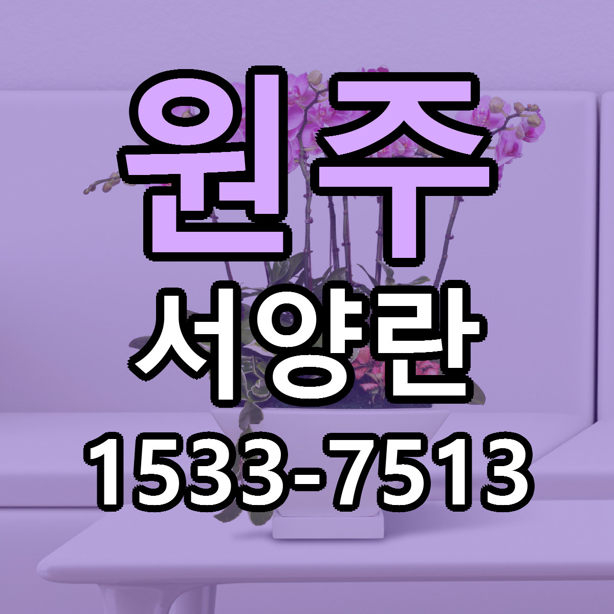 원주 서양란 빠른배송 리본문구 근처꽃집 예약
