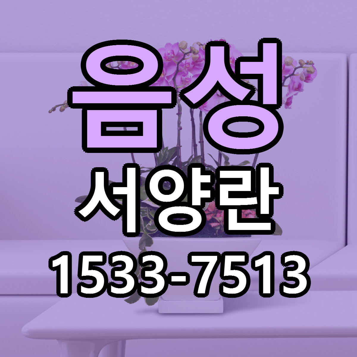 음성 서양란 당일배송 저렴한곳 리본문구 추천