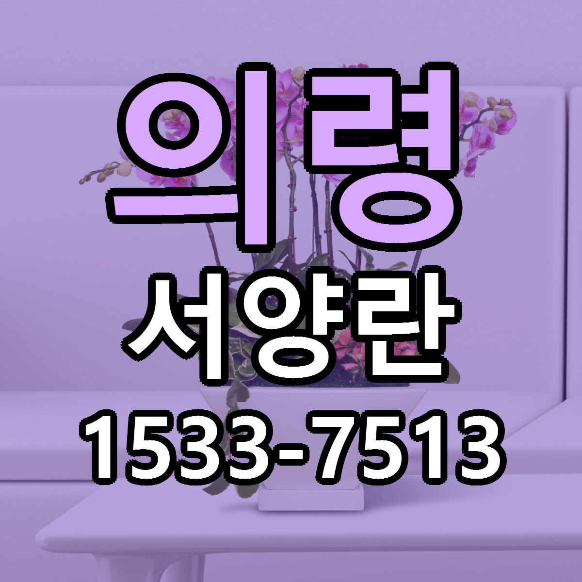 의령 서양란 당일배송 빠른배송 싼곳 찾기