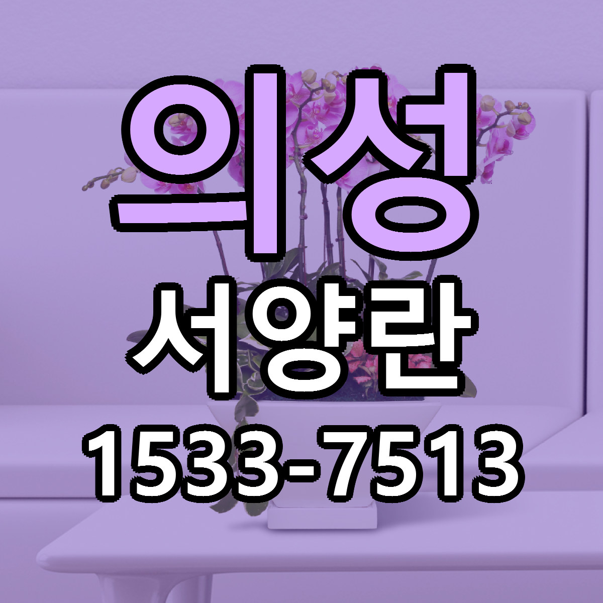의성 서양란 싼곳 당일배송 리본문구 작성