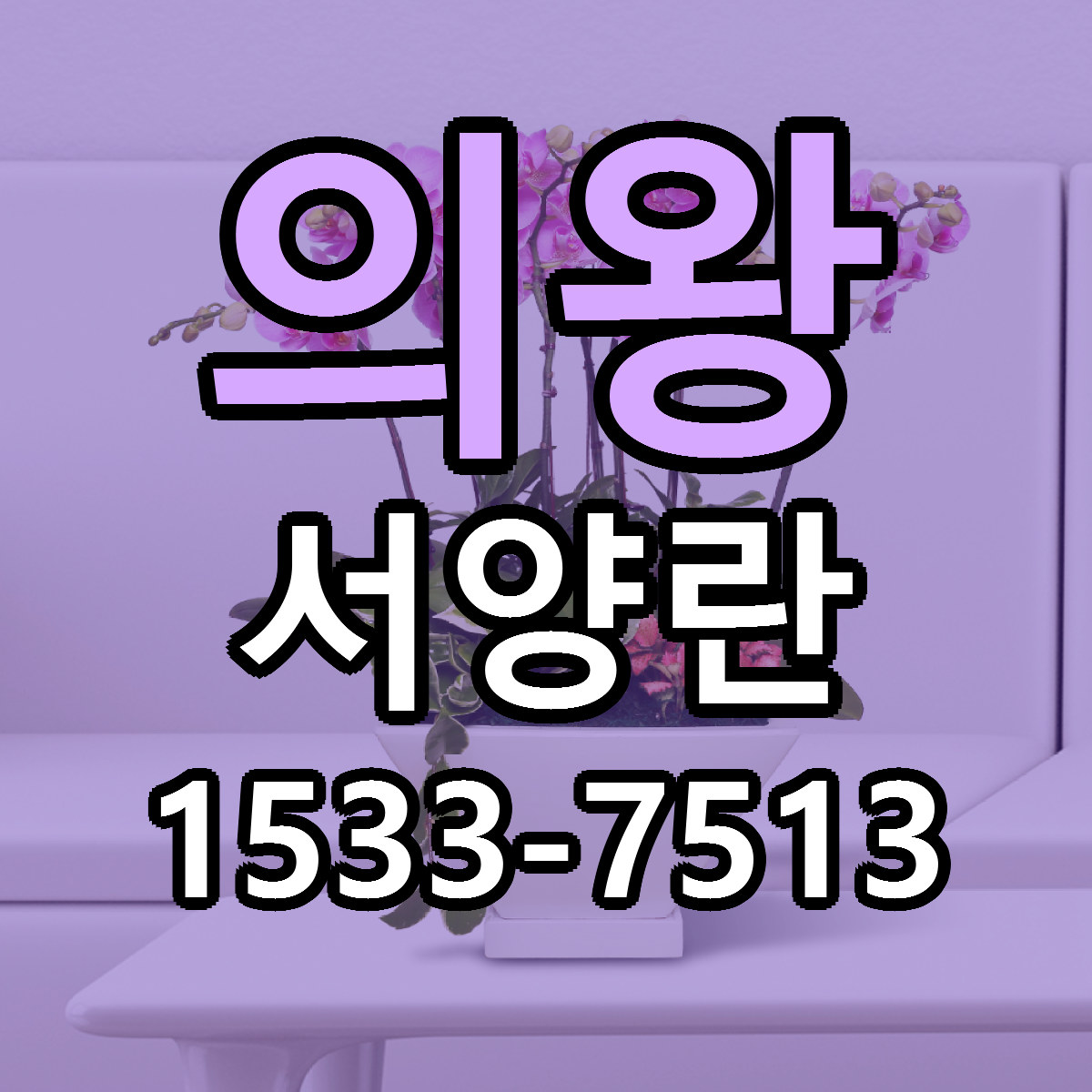 의왕 서양란 저렴한곳 당일배송 가격 만족