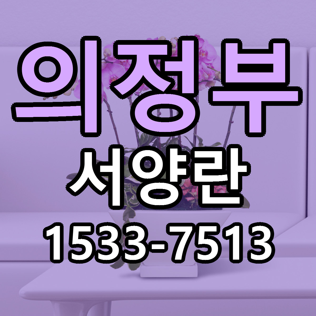 의정부 서양란 근처꽃집 당일배송 싼곳 추천