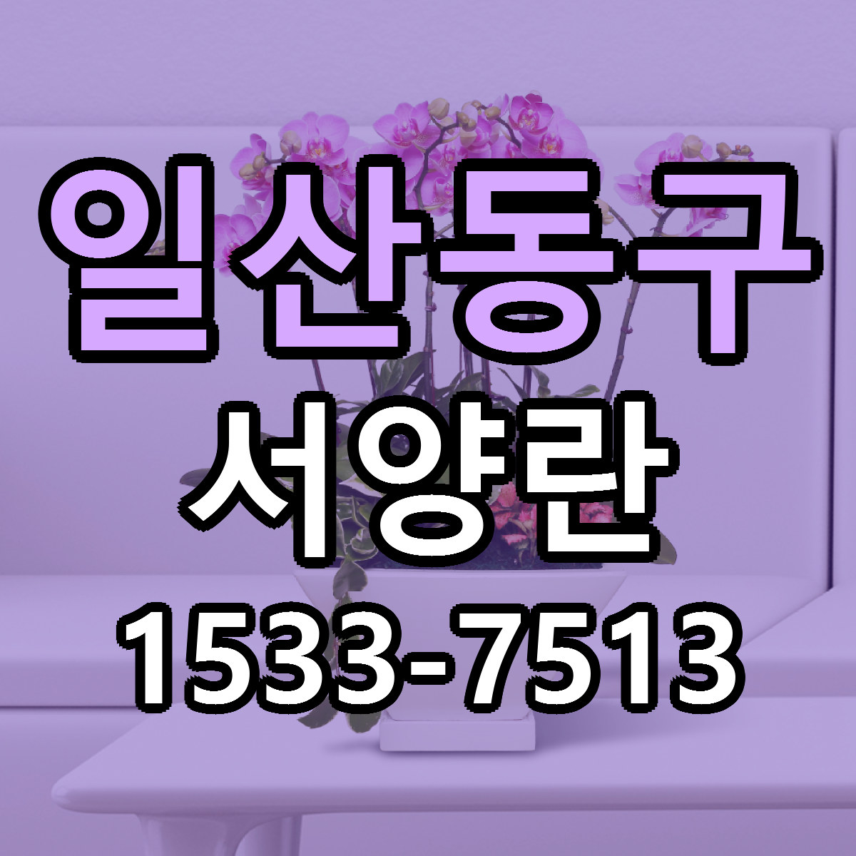 일산동구 서양란 근처꽃집 당일배송 리본문구 서비스