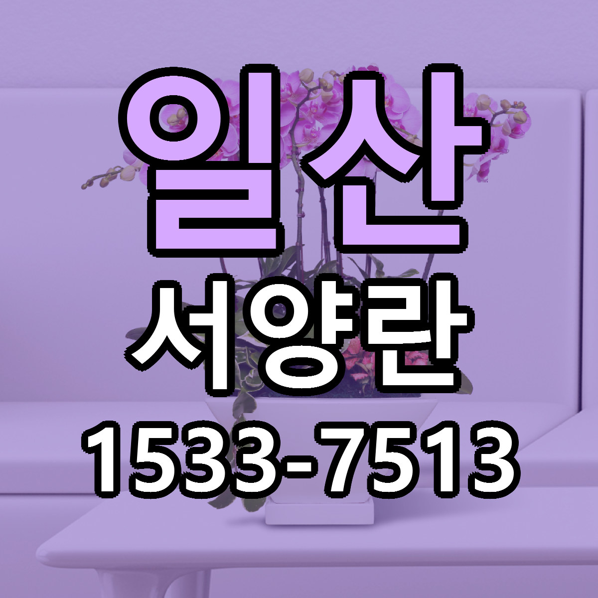 일산 서양란 근처꽃집 싼곳 빠른배송 안내