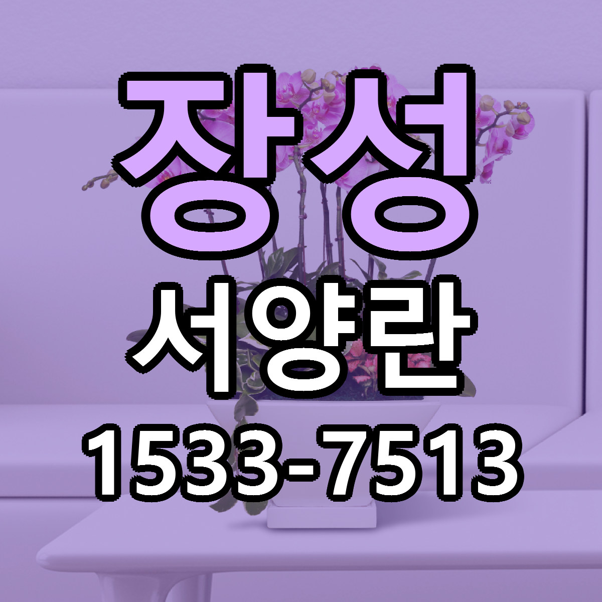 장성 서양란 빠른배송 리본문구 가격 알뜰 비교