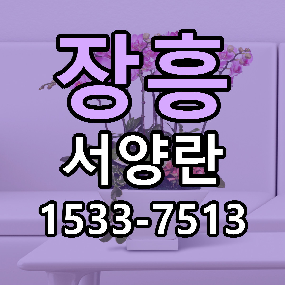 장흥 서양란 근처꽃집 저렴한곳 빠른배송 서비스