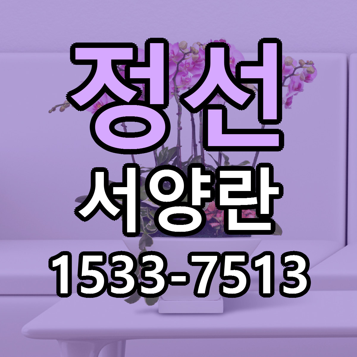 정선 서양란 당일배송 리본문구 싼곳 찾기