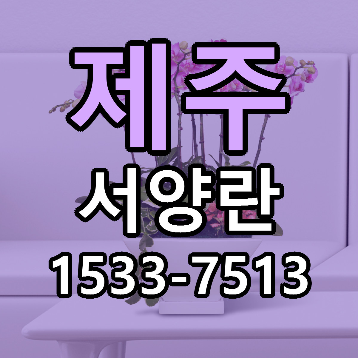 제주 서양란 근처꽃집 저렴한곳 빠른배송 서비스