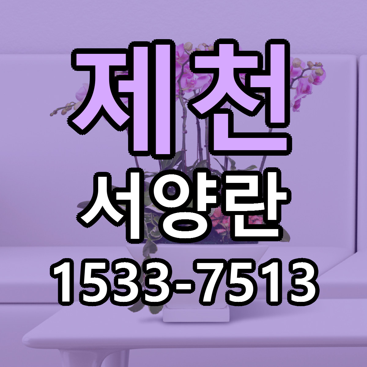 제천 서양란 빠른배송 리본문구 근처꽃집 예약
