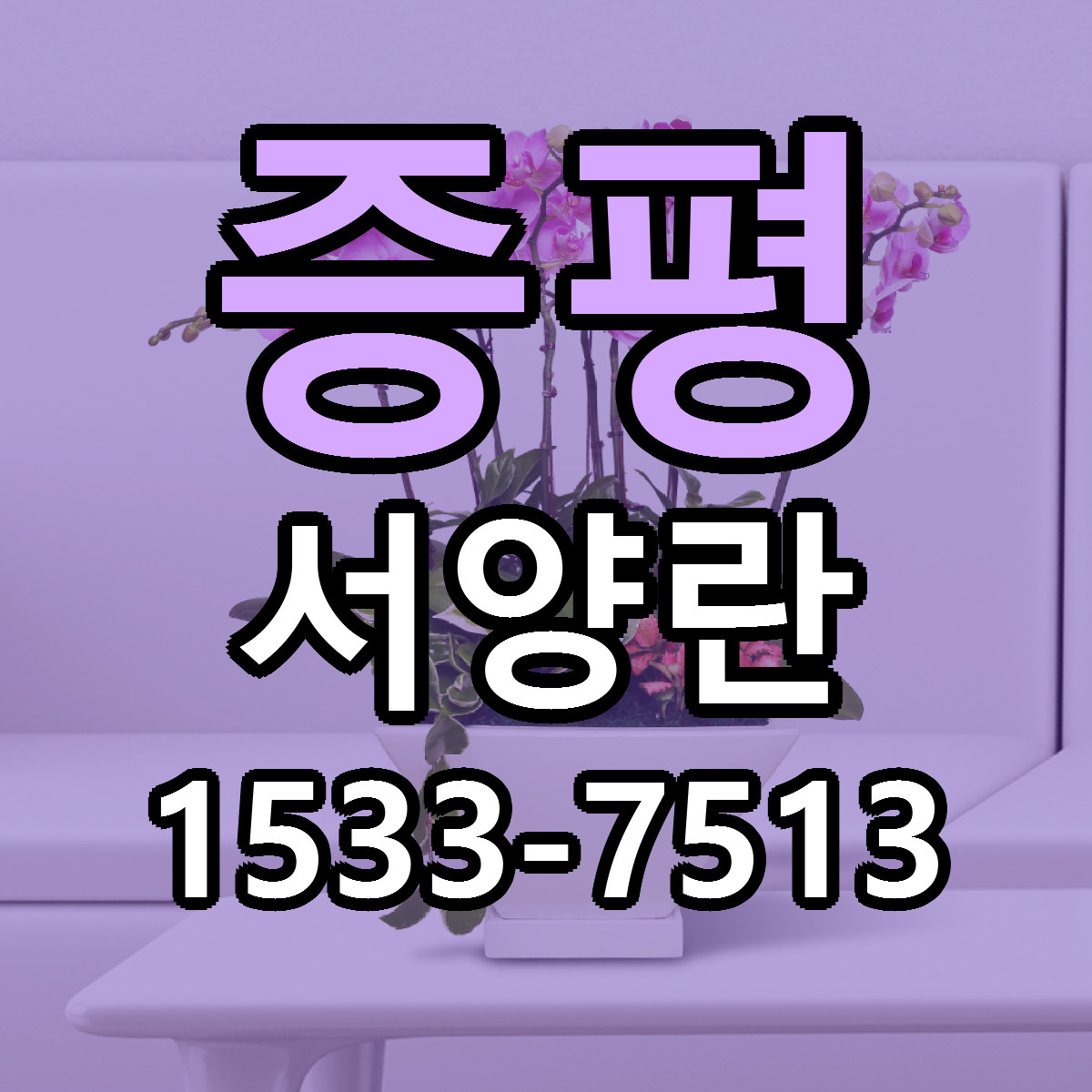 증평 서양란 근처꽃집 저렴한곳 빠른배송 서비스