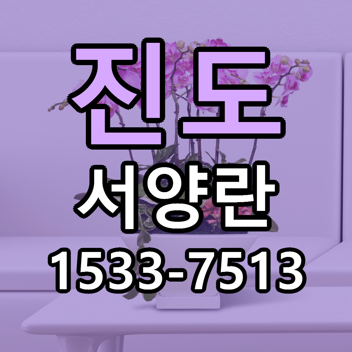 진도 서양란 리본문구 서비스 저렴한곳 빠른배송