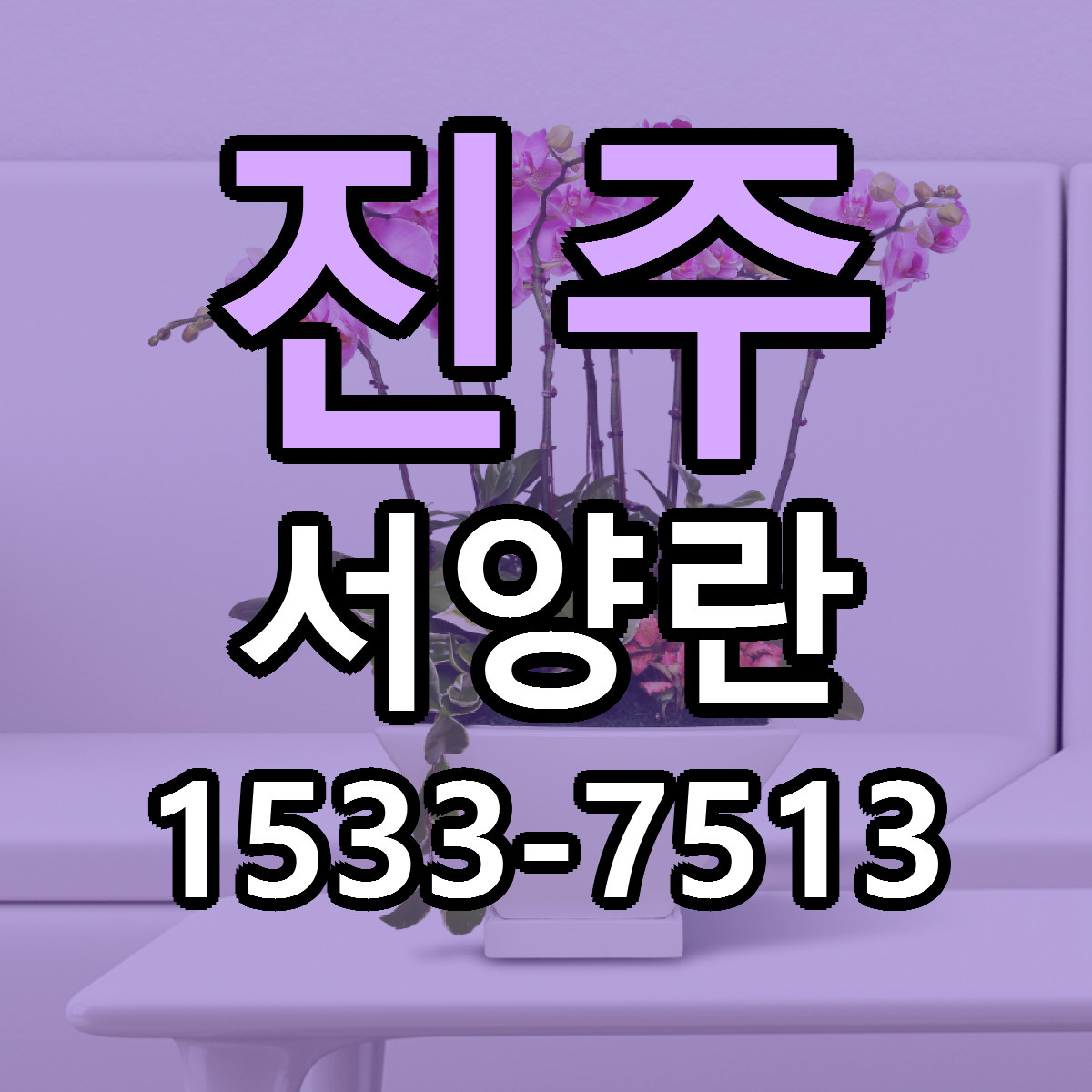 진주 서양란 빠른배송 가격 저렴한곳 찾기
